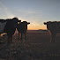 qf-YB3NtASw-channel-avatar-Blessed & Belted Homestead