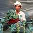 i_LLsg3Zm3g-channel-avatar-Seiha's Tonle Sap Journey