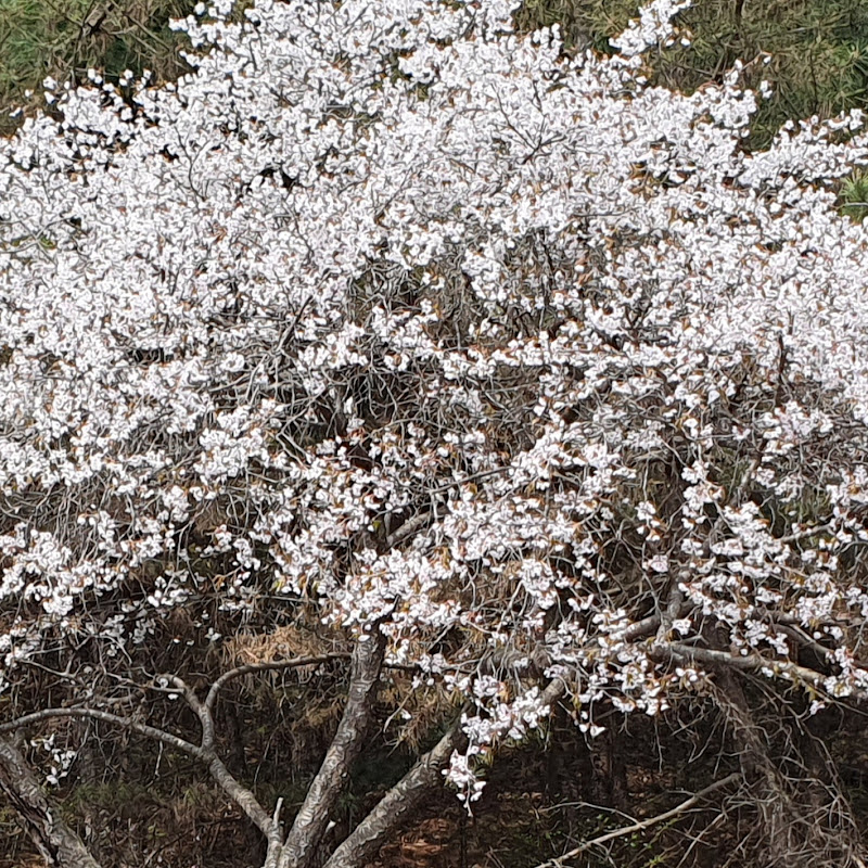 레드존 비디오