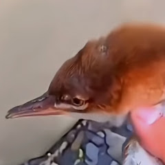 水面走り名人アダム