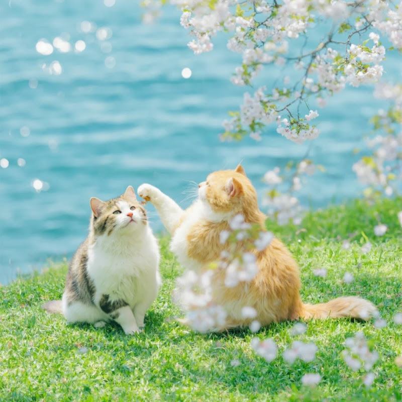 春日故事會 Logo