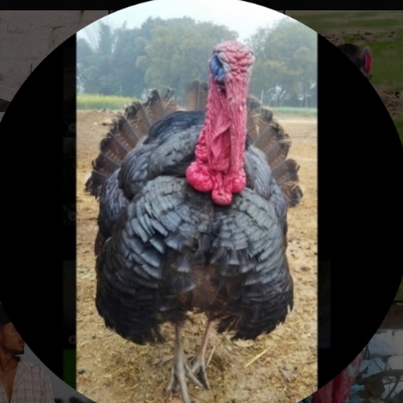 Turkey lover avatar