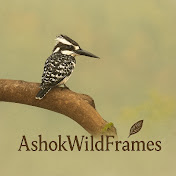 AshokWildFrames 