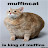 Muffin_ cat