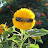 Chill Sunflower