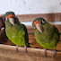 qI2qyCMO25w-channel-avatar-PAJARO VERDE