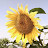 @yellow_sunflower_kr