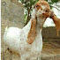 m7-qchuW1BE-channel-avatar-Chishtian goat farm