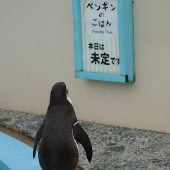 杉崎puaアイコン画像