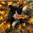 kl1fytRAMRE-channel-avatar-Yorkie and the Cat