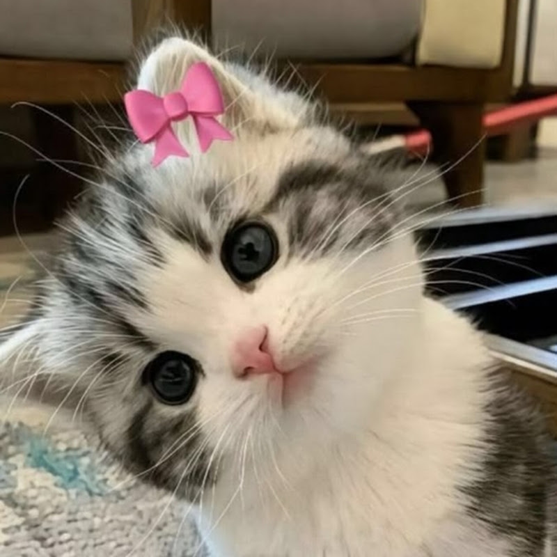 😽귀여운 고양이😽