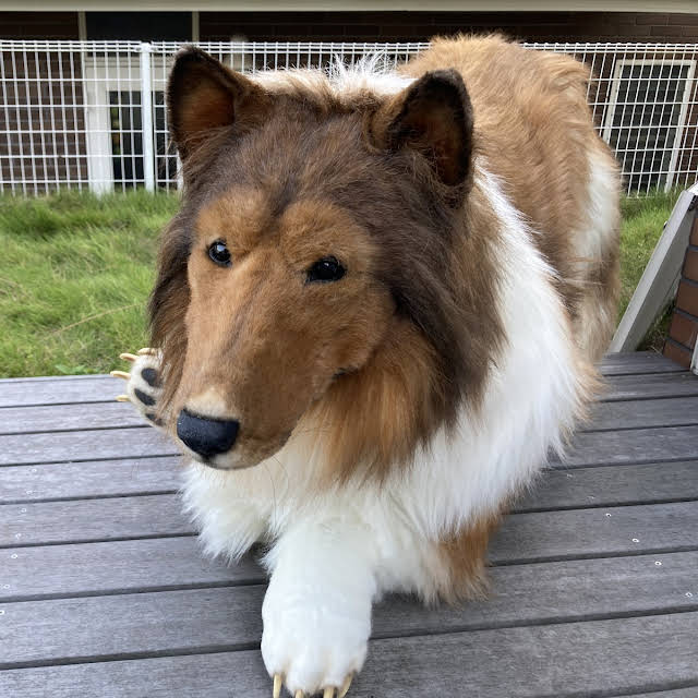 動物になりたい I Want To Be An Animal Youtube