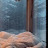 @lyenol