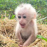 qNXt5LsbElw-channel-avatar-DIDI Monkey
