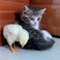 H_S5QsbNczw-channel-avatar-TINY KITTEN