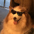l6jceBMBtIw-channel-avatar-ClumsyDog13