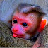 dyeovOgjkUg-channel-avatar-Mbappe Monkey