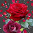 @amityoqwo