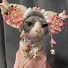 z9RIr_YGbUM-channel-avatar-PawPals Comedy