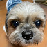 az5uGuZ5EiE-channel-avatar-犬とゲームと私