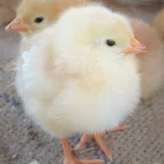 ddnnアイコン画像