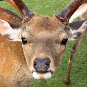 鹿チャンネル