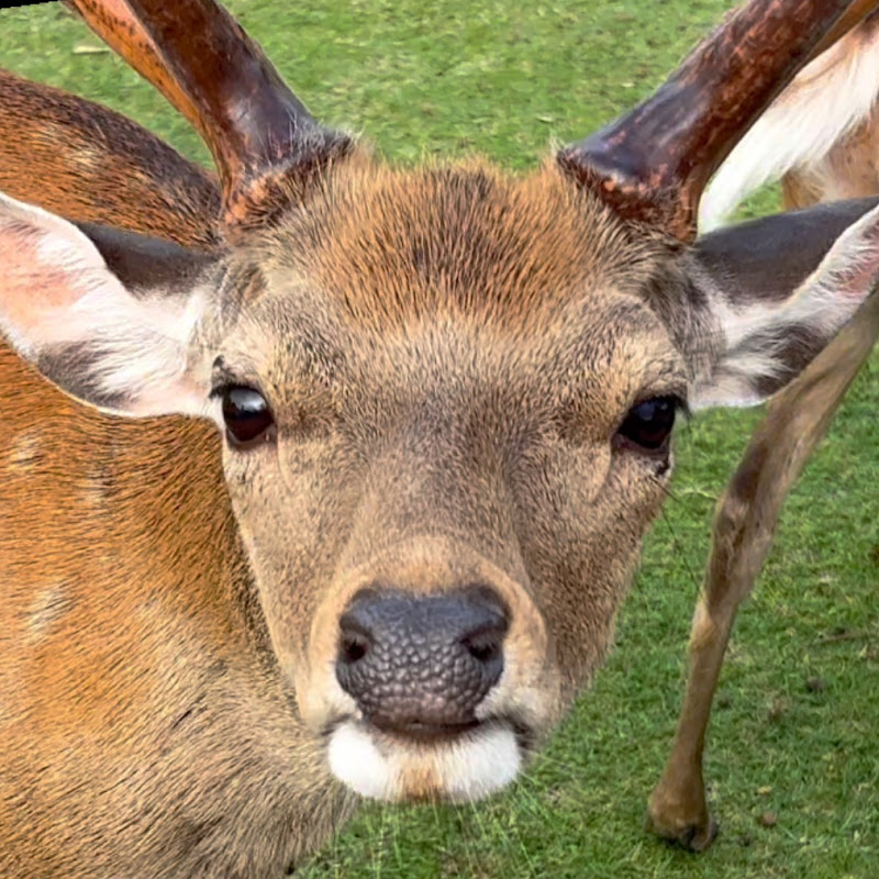 鹿チャンネル