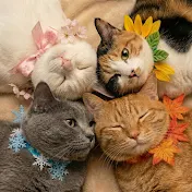 四季ねこ【血液型あるある】