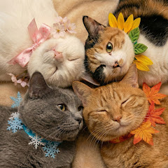 四季ねこ【血液型あるある】