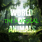 Magcal Animals