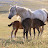 Meditate With Horses