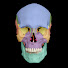 vv158QHSh28-channel-avatar-BlueLink Anatomy