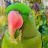 My Alexandrine parrot (Sonu)