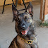 f3dm3N_eoKw-channel-avatar-Elite K9 Gear Adventures