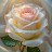 @safaaabdelmnaem6198