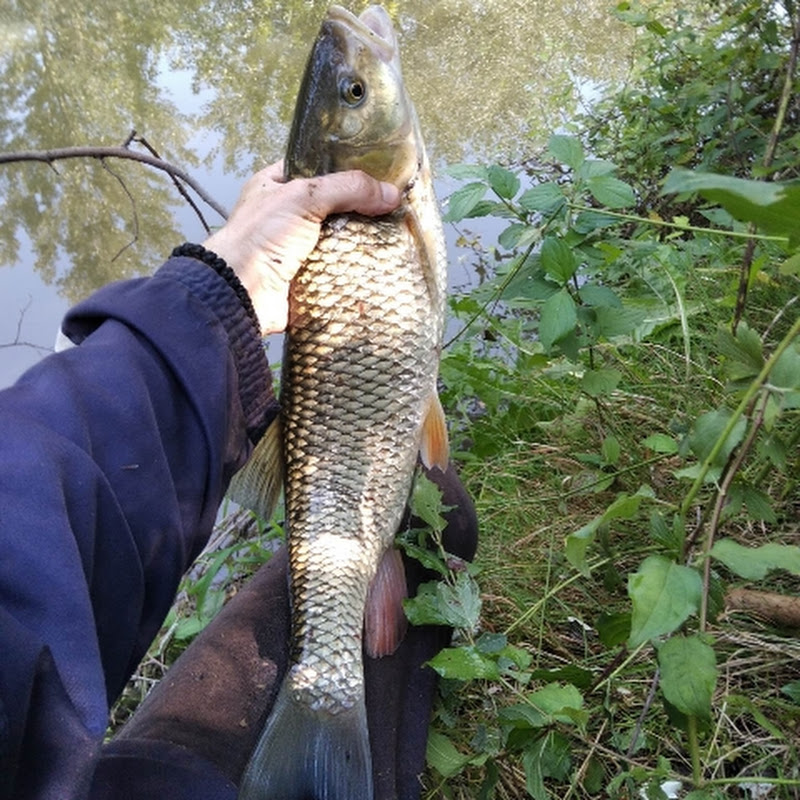 Veličković Fishing