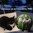 Uv5MZkNrVLE-channel-avatar-nnbrng_maxwell_cat_x_watermelon_cat
