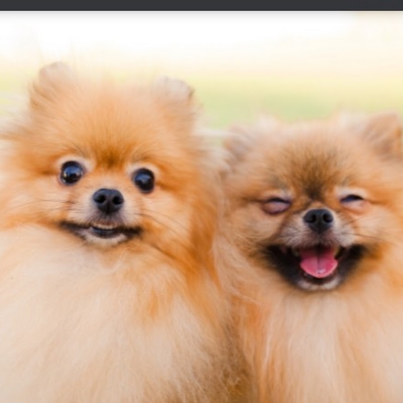 Cute pets brasil profile avatar