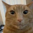 gclLudhhwlY-channel-avatar-goofy cat productions