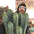 NOy7g4sooPk-channel-avatar-Cactus del NOA