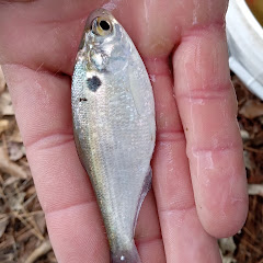 The Live Bait Man