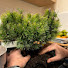 GydFaMyJC_c-channel-avatar-Zein_Bonsai