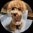 @acherrypuppy