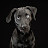 @O.M.G.Puppies