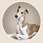 Kayce The Whippet
