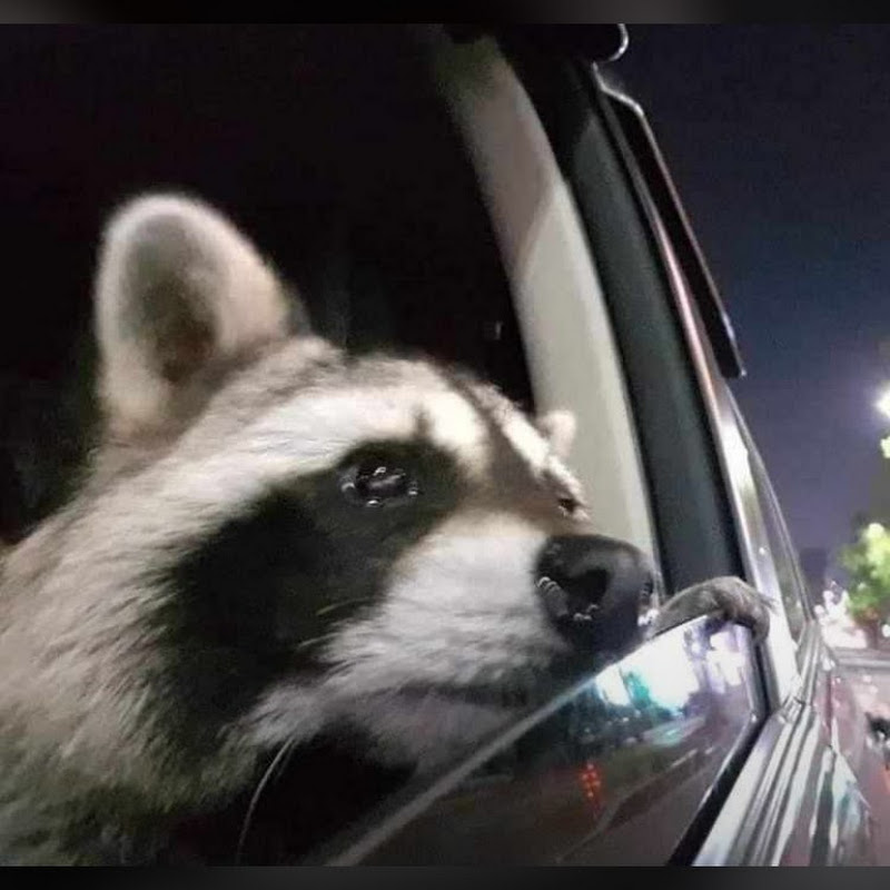 MrPanda