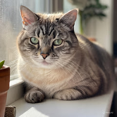 Cute Cat AI