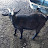Morning Glory Pastures Myotonic Goats 