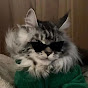 Cat Fun Land