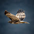 EE0JeXIdPKU-channel-avatar-feathertails